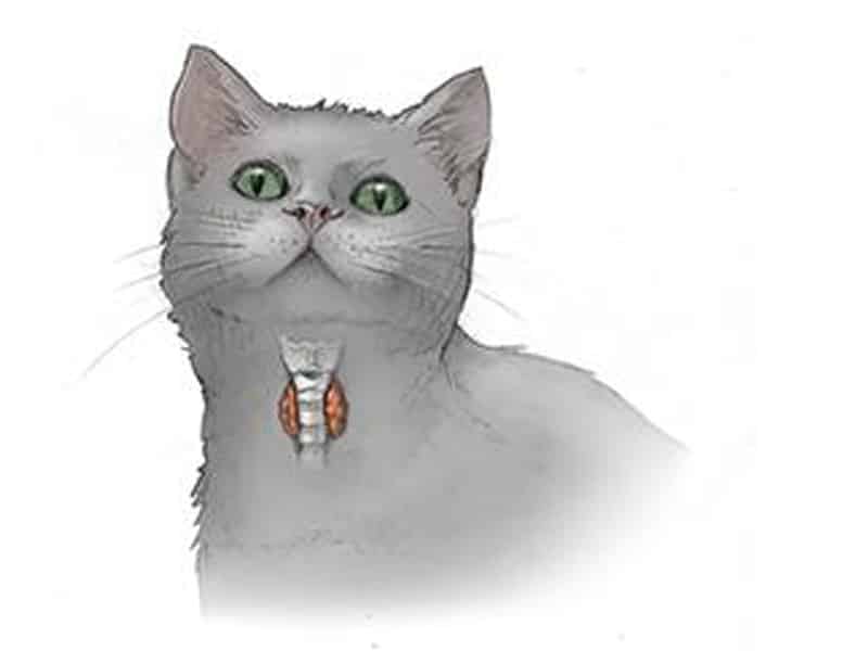 Hyperthyroidism in Cats Symptoms, Treatment, and Prevention Causes, Prevention