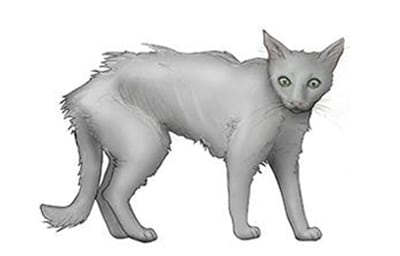 Hyperthyroidism in Cats Symptoms, Treatment, and Prevention Causes, Prevention