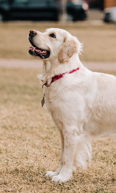 A cream-colored Golden Retriever stands attentively on a grassy area, looking upwards with its mouth slightly open and tongue partially out. The dog is wearing a red collar with a tag, suggesting it just visited the vet, and it appears to be in an outdoor park.
