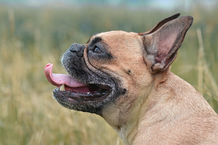 Pancreatitis in Dogs what causes pancreatitis in dogs how to treat symptoms
