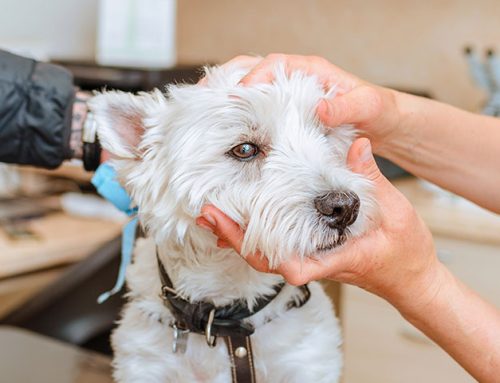 Is Pancreatitis in Dogs Curable?
