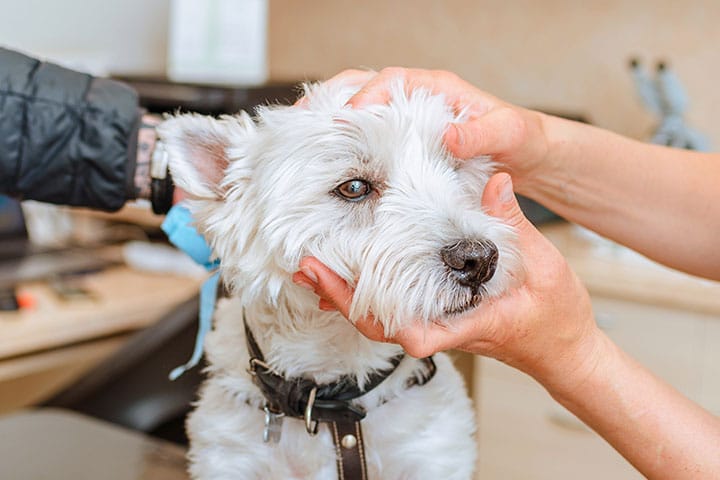 Pancreatitis in Dogs what causes pancreatitis in dogs how to treat symptoms