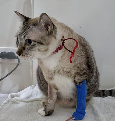 In a veterinary setting against a white backdrop, a cat with a light brown and white coat sits adorned with a blue bandage on its front right leg. A red string is loosely tied around its neck, adding quaint charm—perfect for sharing in your next blog post about pet care.