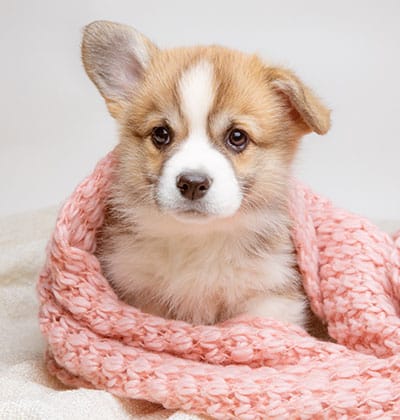 Low Cost Spay and Neuter in Lake Forest, CA. Upfront Pricing and Transparency.