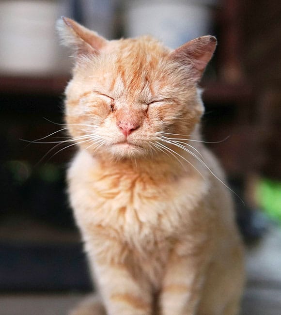 A light orange tabby cat sits with its eyes closed, appearing content and relaxed in a softly lit indoor setting, perhaps just back from an affordable vet clinic, with a blurred background.