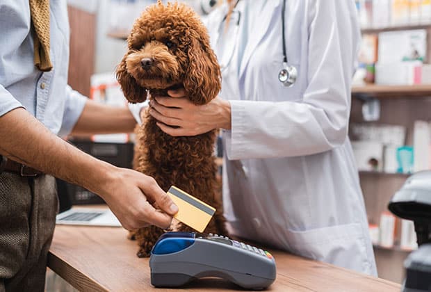 A person pays with a credit card at an affordable vet clinic while a vet in a white coat gently holds a small brown poodle on the counter.