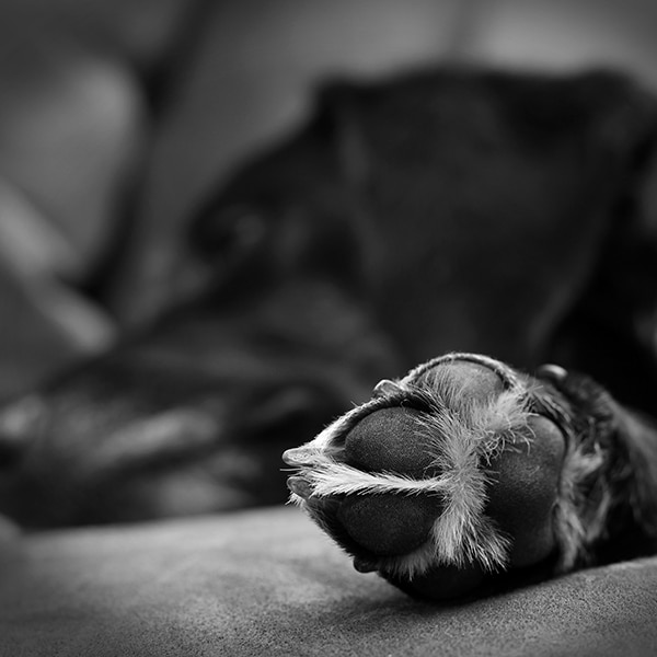 Pet euthanasia near Irvine, CA dog euthanasia cat end of life pet cremation services Bliss animal hospital