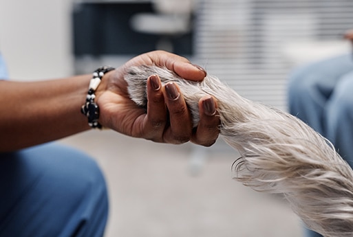 Pet euthanasia near Irvine, CA dog euthanasia cat end of life pet cremation services Bliss animal hospital