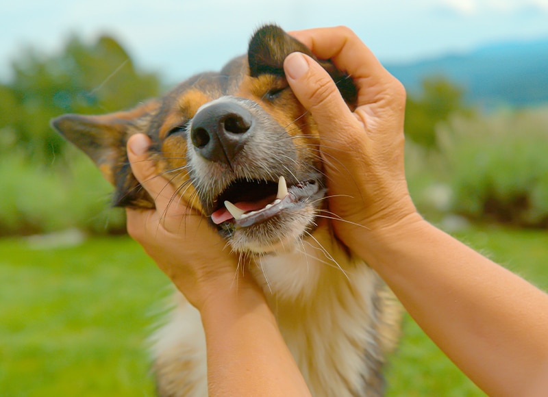 Pet euthanasia near Irvine, CA dog euthanasia cat end of life pet cremation services Bliss animal hospital