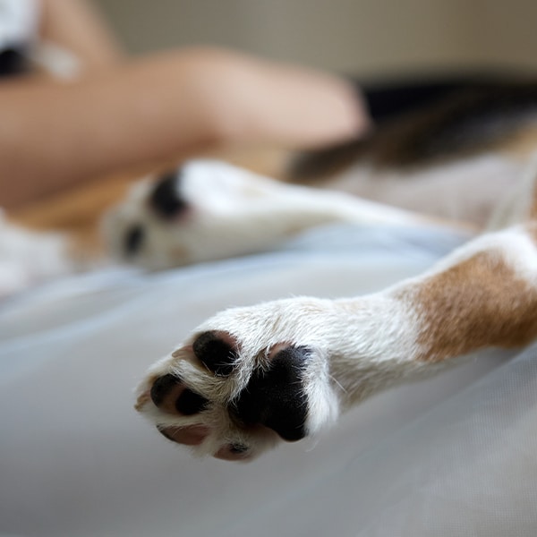 Pet euthanasia near Irvine, CA dog euthanasia cat end of life pet cremation services Bliss animal hospital