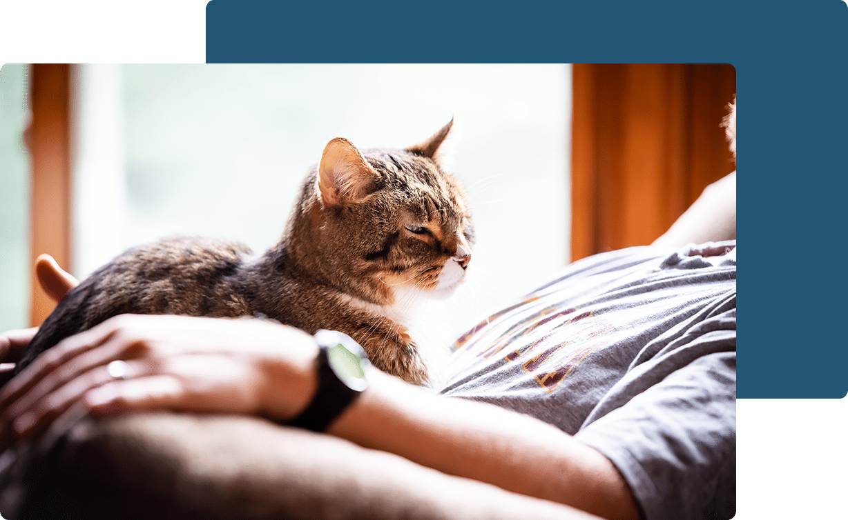 Pet euthanasia near Tustin, CA dog euthanasia cat end of life pet cremation services Bliss animal hospital