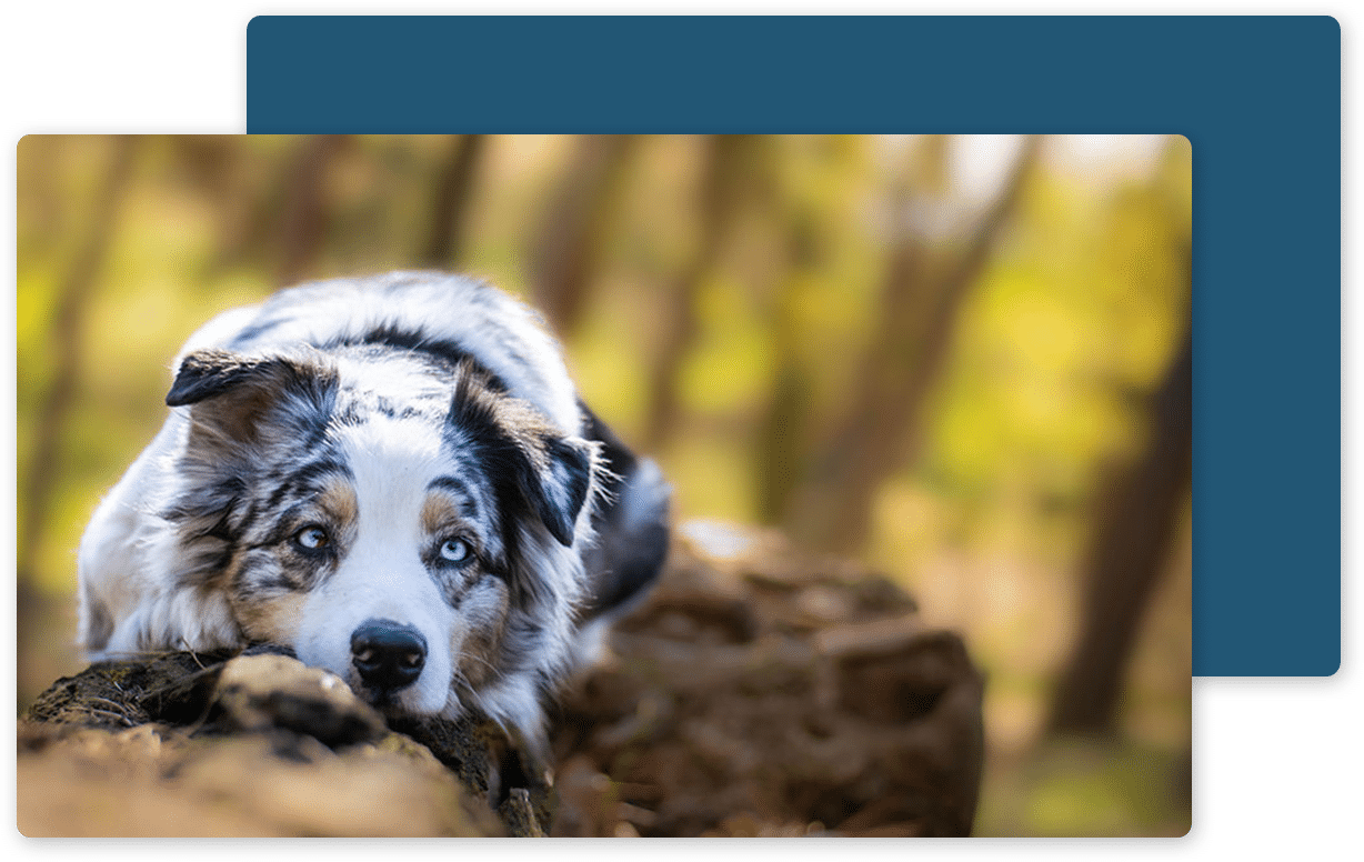 Pet euthanasia near Rancho Santa Margarita, CA dog euthanasia cat end of life pet cremation services Bliss animal hospital