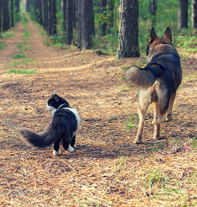 Pet microchipping pet microchipping services pet microchip services dog microchipping