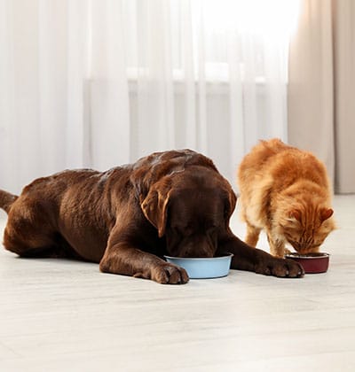 A brown dog and an orange cat eat from their bowls on a light-colored floor in a bright room with sheer curtains, perfect for a cozy blog post.
