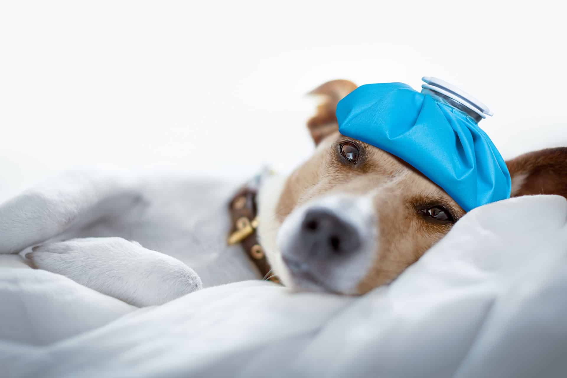 A dog lying down on a white blanket with a blue ice pack on its head, looking tired or unwell.