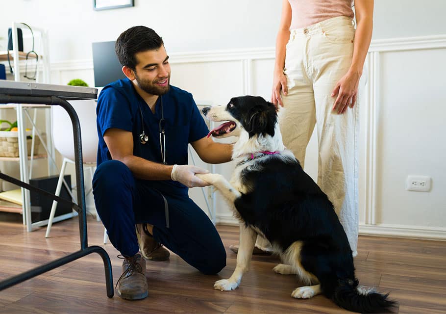 pet pharmacy pet medication pet prescription dog pharmacy cat pharmacy