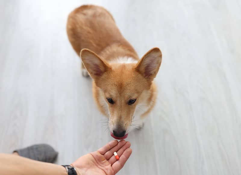 pet pharmacy pet medication pet prescription dog pharmacy cat pharmacy