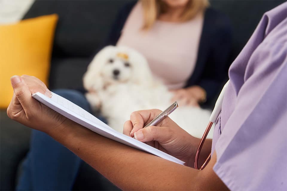 pet pharmacy pet medication pet prescription dog pharmacy cat pharmacy