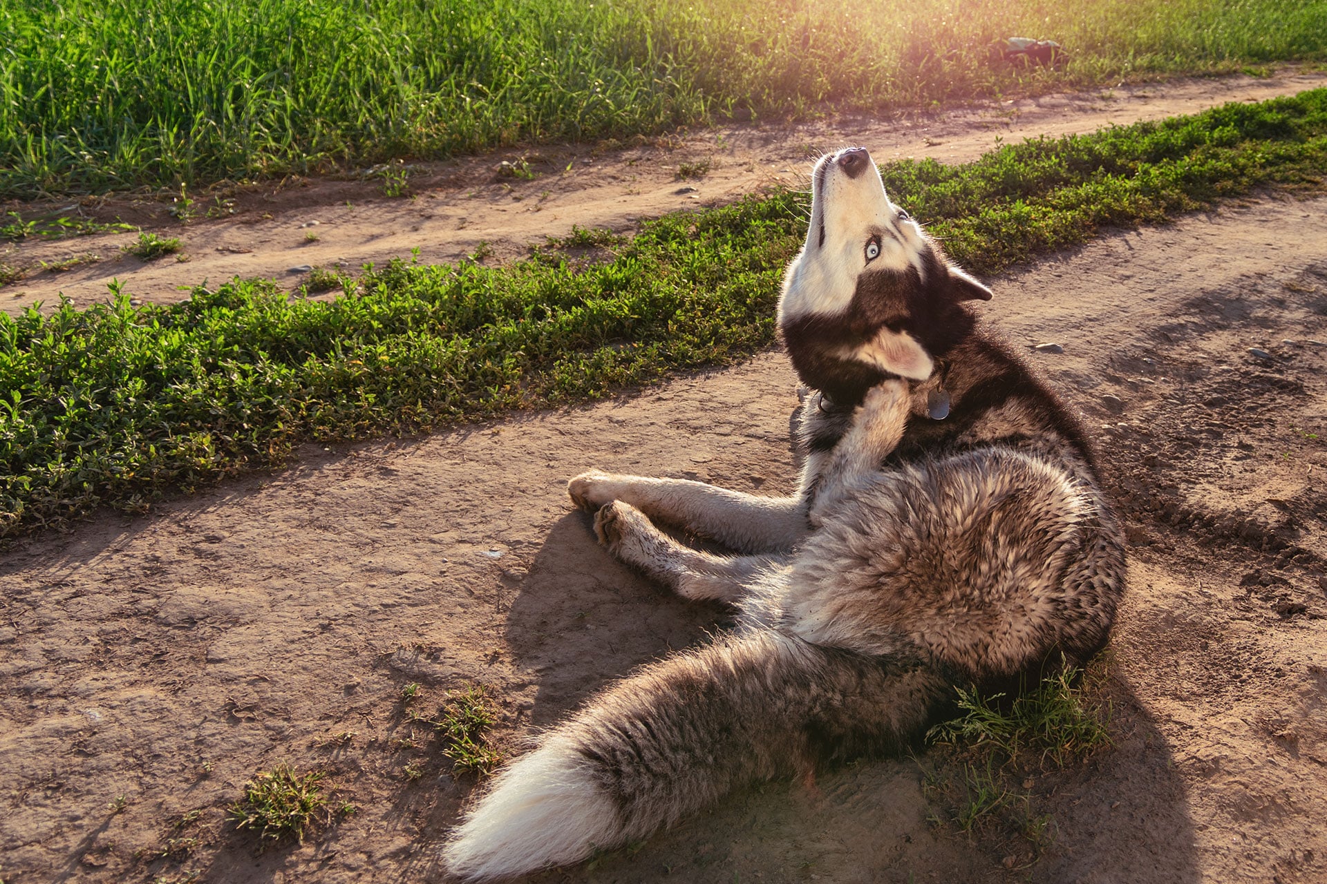 A Siberian Husky with blue eyes sits on a dirt path and scratches its neck with a hind leg, surrounded by green grass, in warm sunlight.