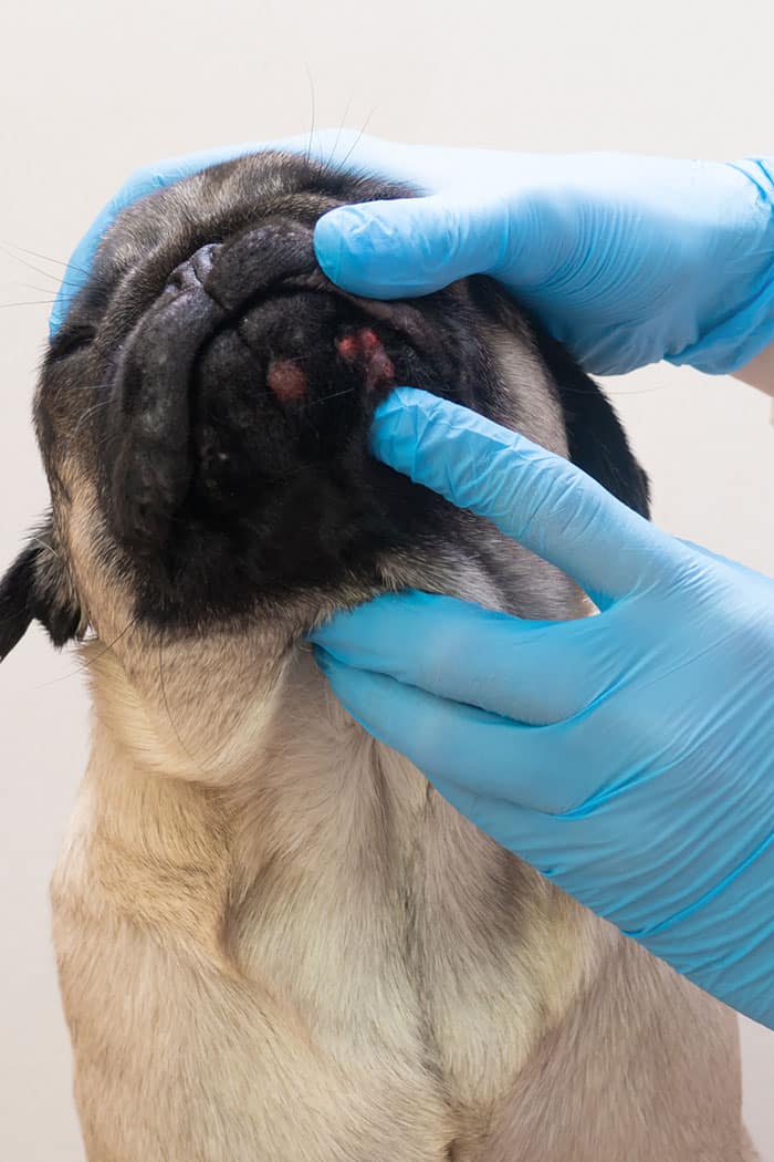 A veterinarian wearing blue gloves examines a pug's mouth, revealing red sores on the dog's lower lip and chin.