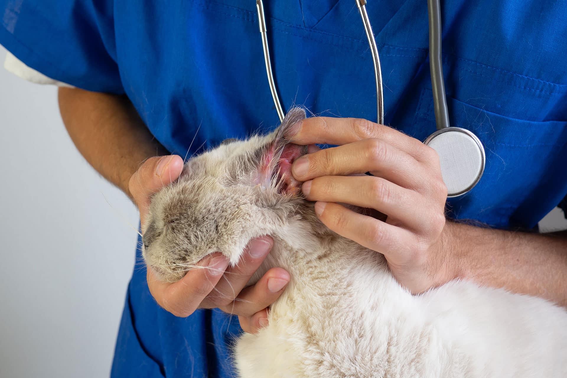 A veterinarian in blue scrubs examines a cat’s ear up close, gently holding the cat’s head while wearing a stethoscope around their neck.