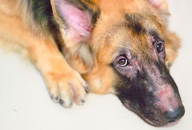 A German Shepherd with a sad expression lies on a light-colored floor, resting its head on its front paws. Its ears are perked up and its eyes look upward, giving it a forlorn appearance.