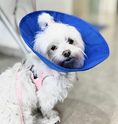 A small white dog wearing a blue protective cone around its neck and a pink harness looks back at the camera while sitting indoors, perfect for sharing on your pet blog.
