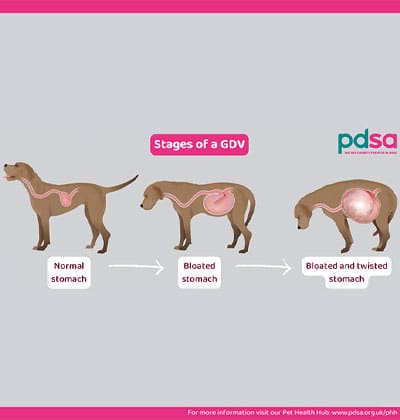 Blog diagram illustrating three stages of GDV in a dog: normal stomach, bloated stomach, and bloated with twisted stomach. Each stage is shown with side-view diagrams highlighting changes in the dog's stomach.