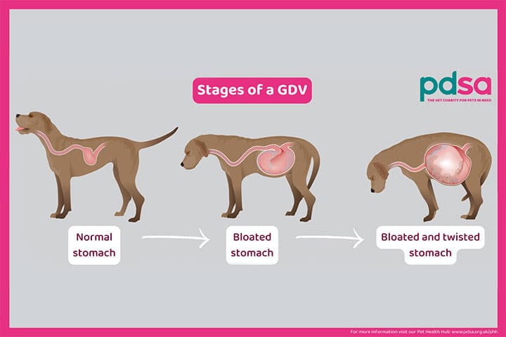 Three side-view dog illustrations show the stages of a GDV: a normal stomach, a bloated stomach, and a bloated, twisted stomach. Arrows indicate progression, with the digestive system highlighted.