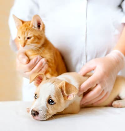 A person wearing gloves gently holds an orange kitten and a light brown and white puppy on a table, likely at a veterinary clinic—perfect for a pet care blog.