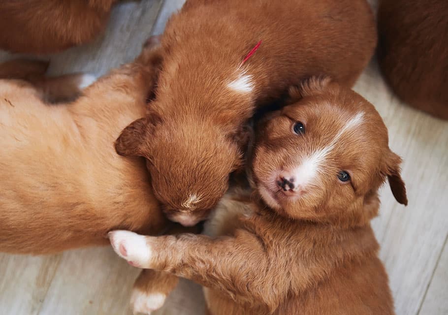 Puppy's First Vet Visit puppy and Kitten Care