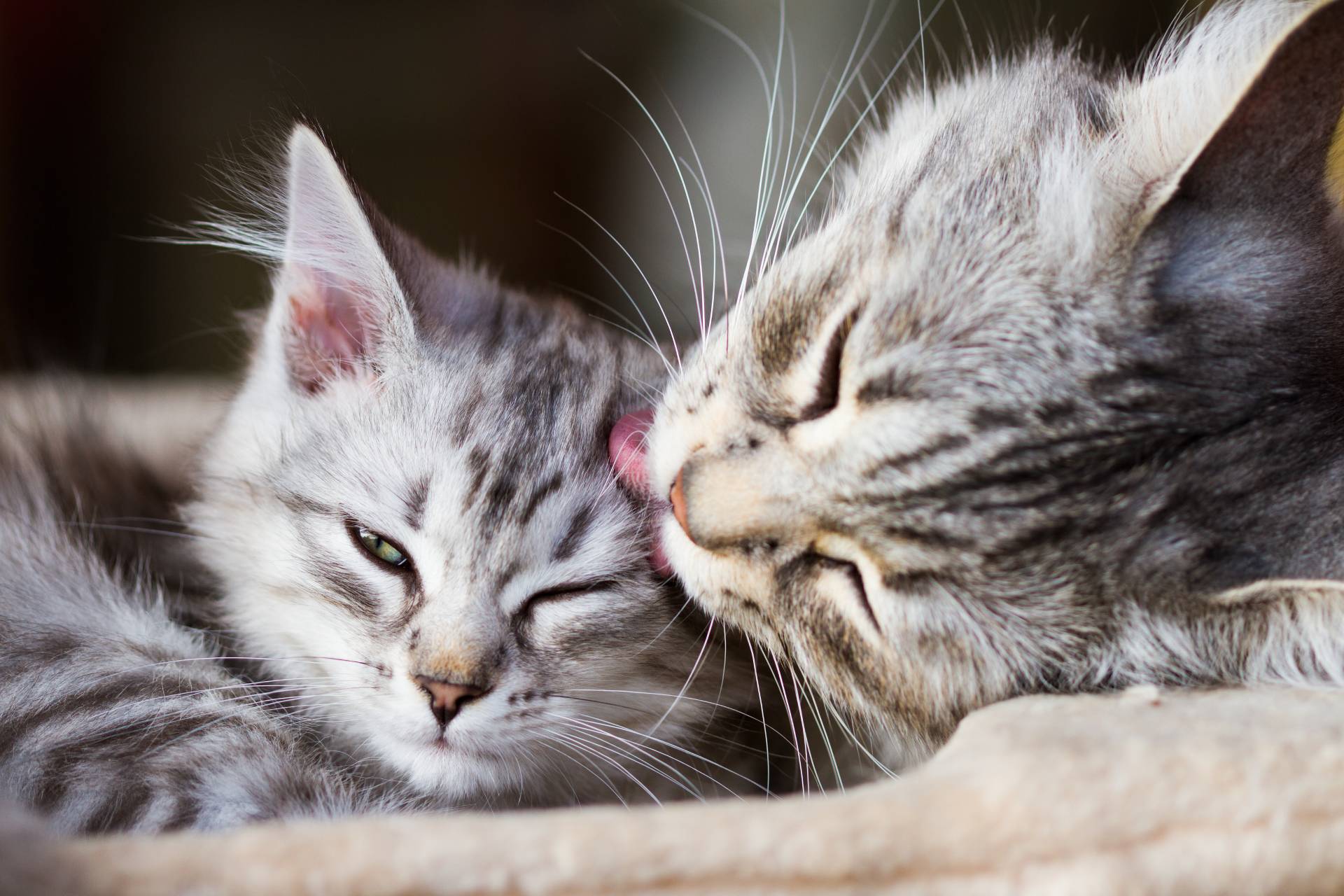 A close-up of two grey tabby cats cuddling. One cat is lying with its eyes half-closed, while the other is gently licking its head. They appear comfortable and affectionate.