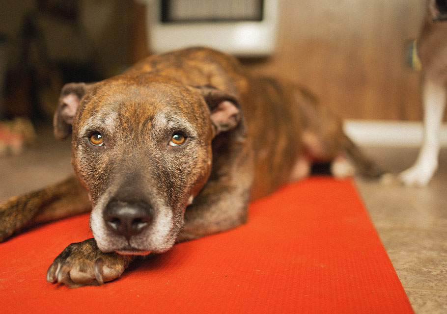 A brown, brindle dog with gray fur on its face lies down on a red mat indoors, looking up with soulful eyes. The background appears softly blurred.