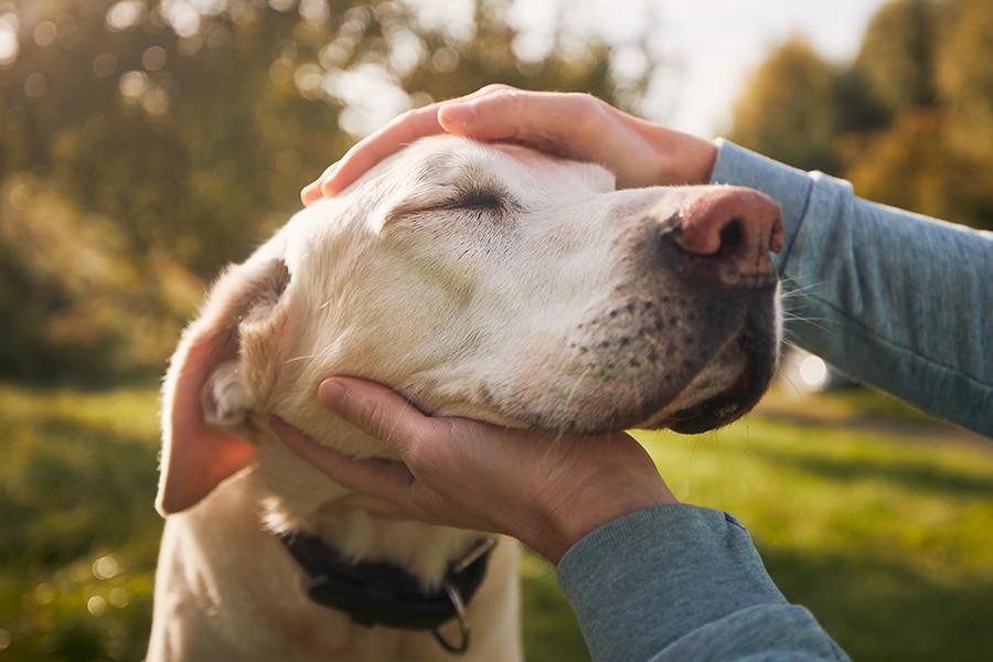 A person gently cradles a light-colored dog’s head with both hands. The dog looks content with its eyes closed, enjoying the affection while sitting outdoors on a sunny day.
