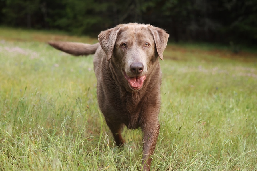 A brown Labrador retriever walks through a grassy field on a sunny day, looking forward with its mouth slightly open and tongue out, surrounded by green trees in the background.