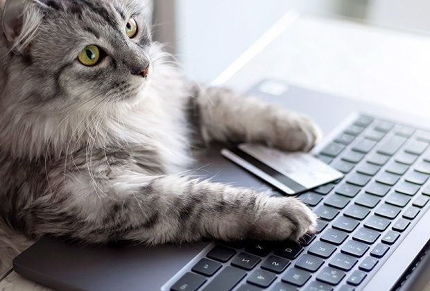 A fluffy gray cat sits on a laptop keyboard with one paw on a credit card, looking up with wide green eyes. The scene appears humorous, as if the cat is shopping online.