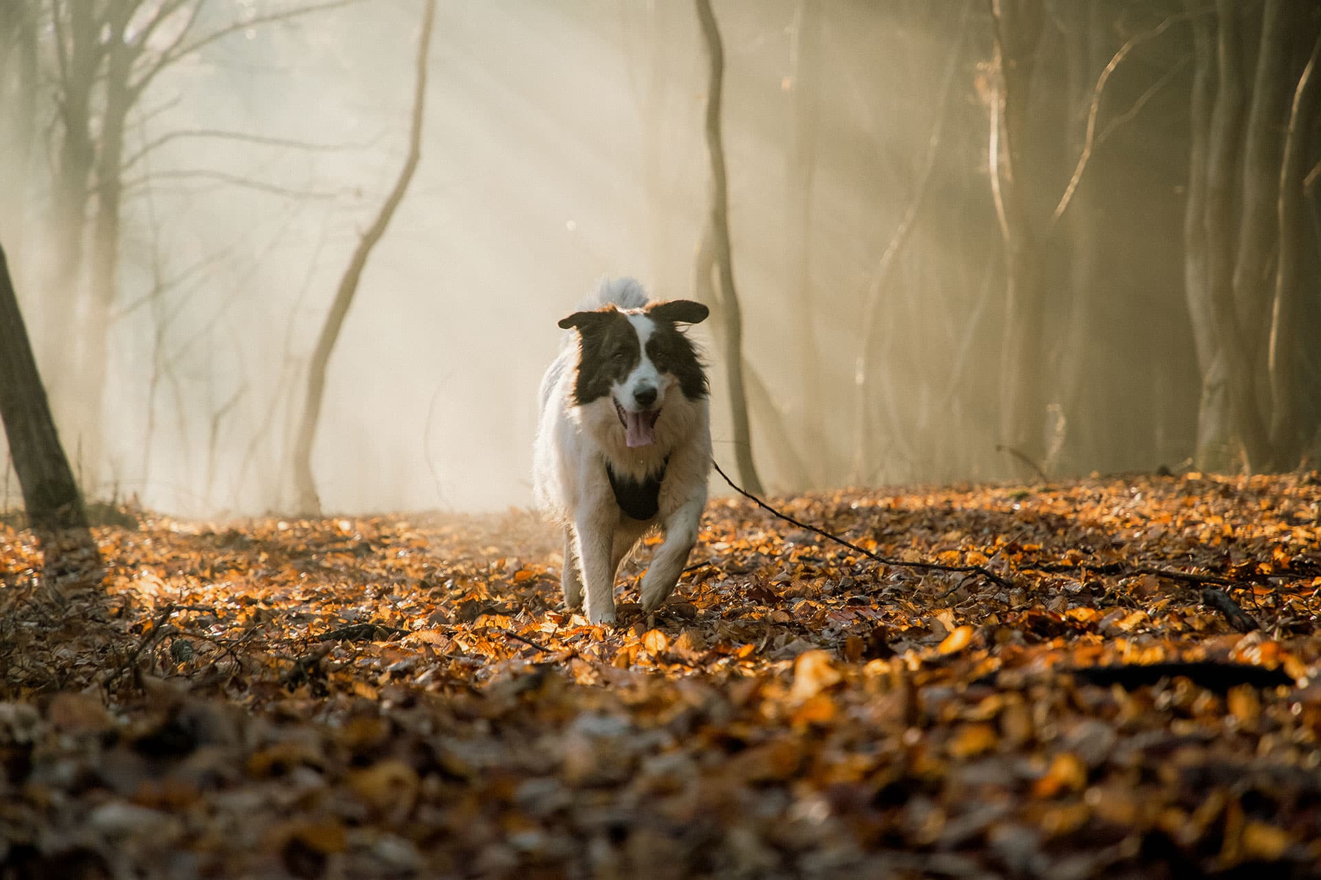 A happy dog with a black and white coat runs through a sunlit forest filled with fallen autumn leaves, with rays of sunlight streaming through the trees.