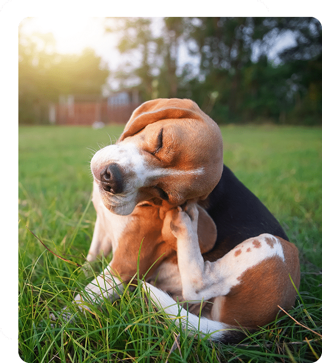 vet veterinarian near Stonegate Irvine, CA veterinary near me pet hospital vet clinic animal hospital