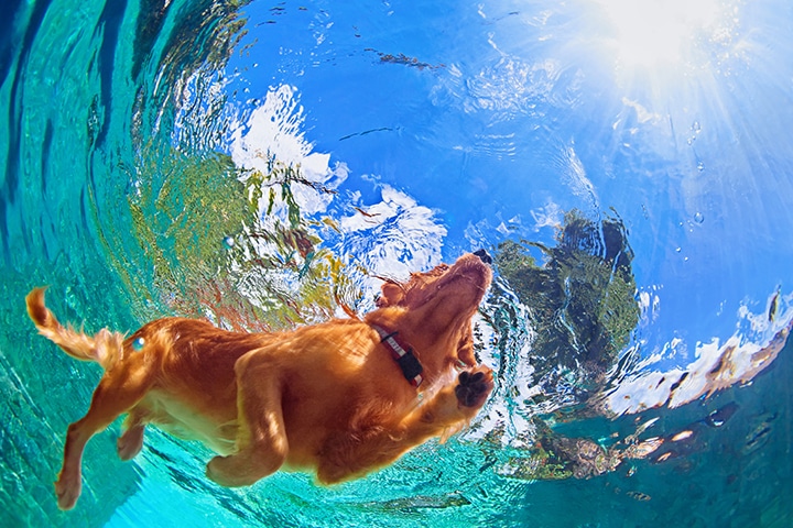 A dog swims underwater in a clear, blue pool, sunlight streaming down from above and creating ripples around the dog as it paddles near the surface.