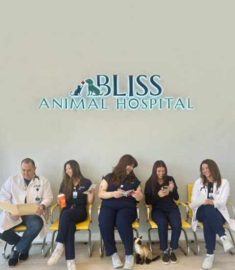 Five veterinary staff sit on yellow chairs under a "Bliss Animal Hospital" sign; four women smile and use phones or chat, one man reads papers, and a small cat sits on the floor in front of them.