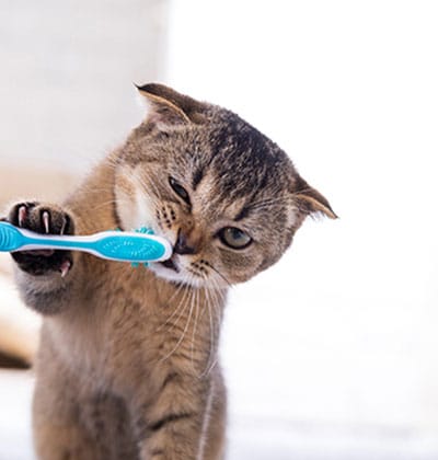 Cat Teeth Cleaning near Mission Viejo, CA veterinary clinic Affordable cat Dental Cleaning vet clinic cat dentist