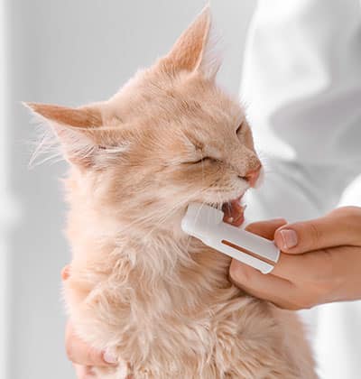 Cat Teeth Cleaning near Mission Viejo, CA veterinary clinic Affordable cat Dental Cleaning vet clinic cat dentist
