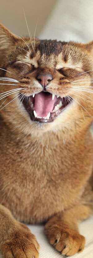 Cat Teeth Cleaning near Mission Viejo, CA veterinary clinic Affordable cat Dental Cleaning vet clinic cat dentist