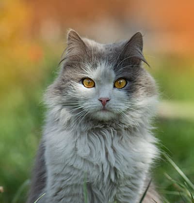 Cat Teeth Cleaning near Mission Viejo, CA veterinary clinic Affordable cat Dental Cleaning vet clinic cat dentist