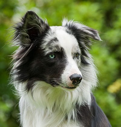 Urgent Care Vet near Irvine, CA animal urgent care urgent pet care pet check urgent care urgent veterinary care