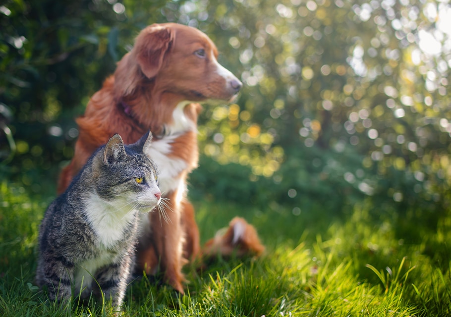 Urgent Care Vet near Irvine, CA animal urgent care urgent pet care pet check urgent care urgent veterinary care
