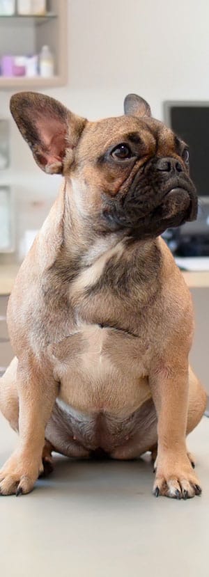 Urgent Care Vet near Mission Viejo, CA animal urgent care urgent pet care pet check urgent care urgent veterinary care