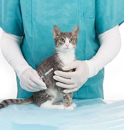 Urgent Care Vet near Mission Viejo, CA animal urgent care urgent pet care pet check urgent care urgent veterinary care
