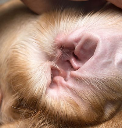 pet urgent care urgent pet care urgent care for pets healthy pets urgent care pet check urgent care emergency
