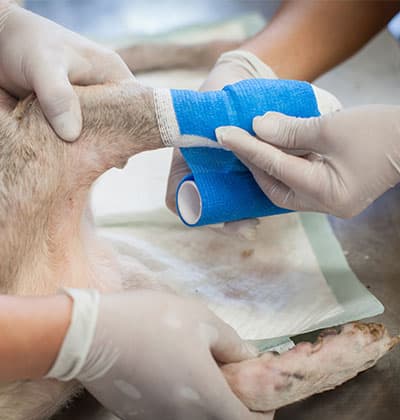pet urgent care urgent pet care urgent care for pets healthy pets urgent care pet check urgent care emergency pet emergency emergency pet hospital
